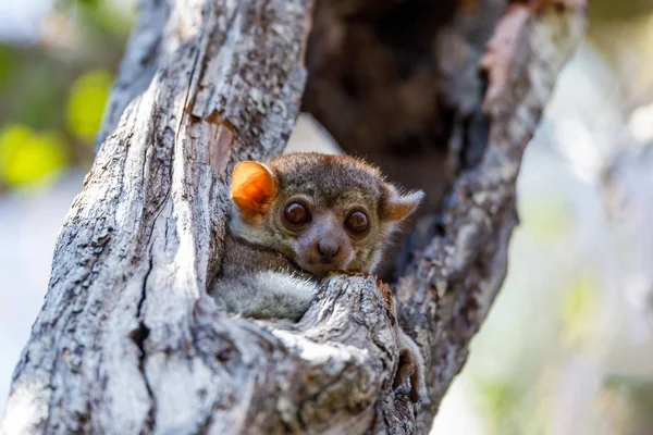 Endemisch Milne Edwards Wezelmaki Lepilemur Edwardsi Milne Edwards Weasel Lemur — Stockfoto