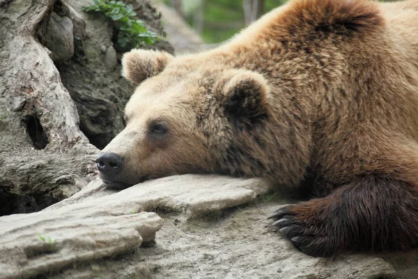 Μια Γαλήνια Καφέ Αρκούδα Είναι Ξαπλωμένη Στο Έδαφος — Φωτογραφία Αρχείου