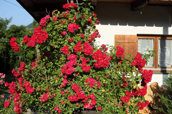 Gran Arbusto Rosas Jardín — Foto de Stock