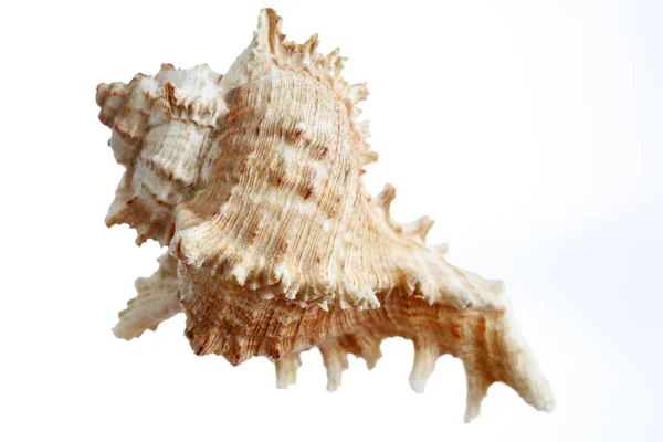 Krásná Izolovaná Mořská Mušle Detailní Záběr — Stock fotografie
