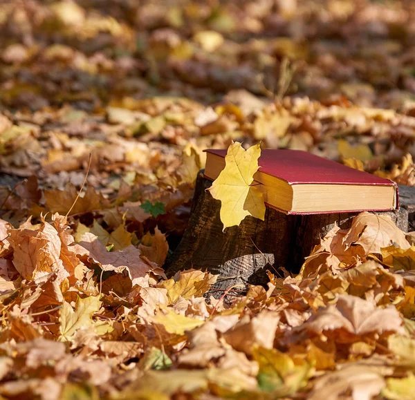 Желтый Кленовый Лист Закрытая Книга Красной Обложкой Фоне Осеннего Парка — стоковое фото