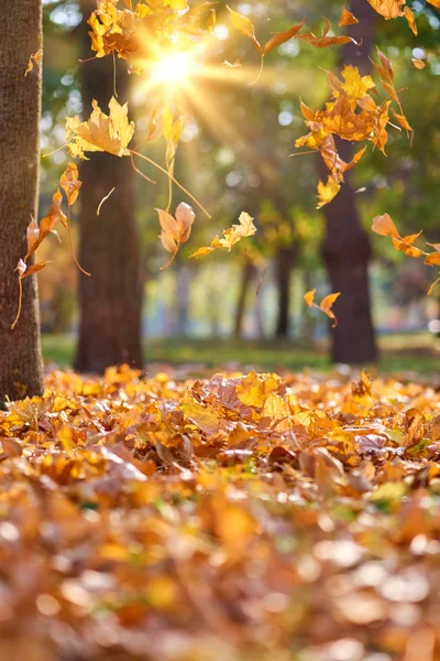 秋天的一个下午 枯黄的枫叶在明亮的阳光下从树上飞舞 选择性地聚焦 — 图库照片