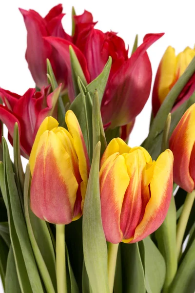 春の花チューリップ 黄色および赤の花束をクローズ アップ — ストック写真