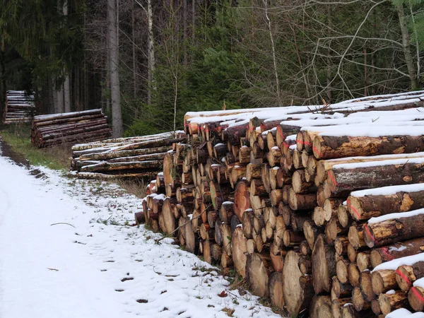 Invierno Bosque Alemán —  Fotos de Stock