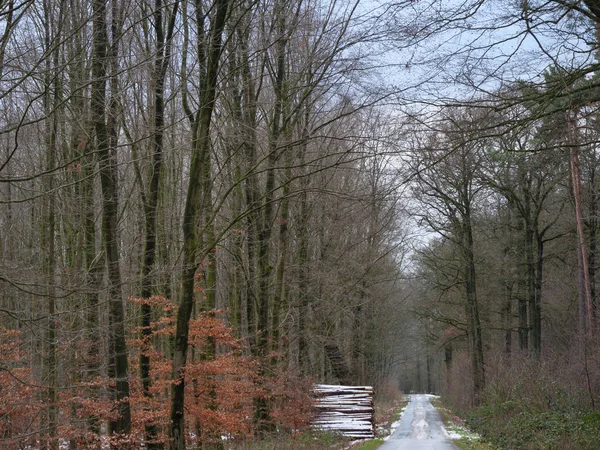 Invierno Bosque Alemán — Foto de Stock