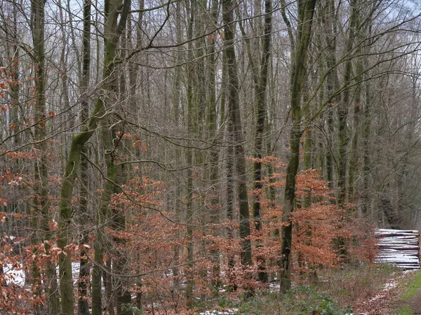 Temps Hiver Dans Une Forêt Allemande — Photo