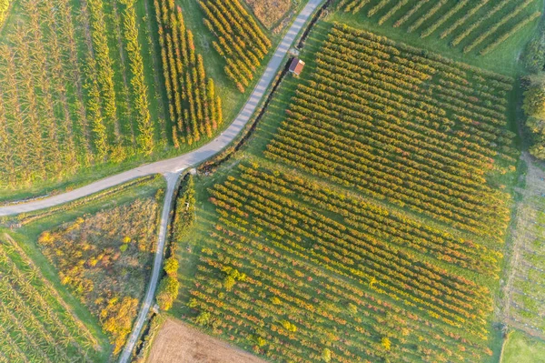 Visão Pássaro Pomar Outono — Fotografia de Stock