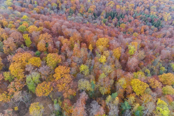 Bird View Forest Autumn — ストック写真