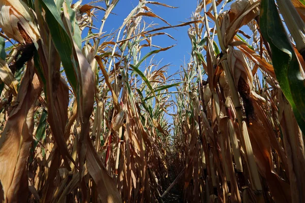 View Cornfield Agriculture Concept — Stock Photo, Image