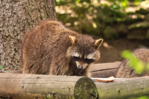 Mapache Está Comiendo Algo Aire Libre — Foto de Stock