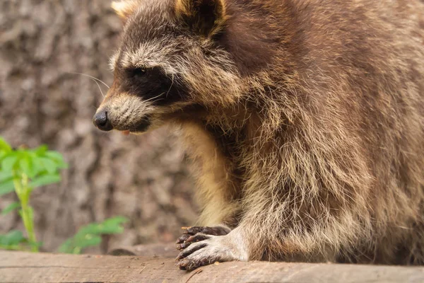 Raccoon Eating Something Outdoor — Stock Photo, Image