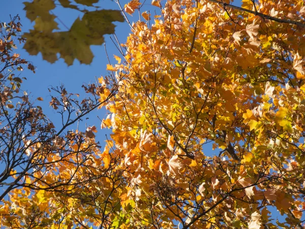 青空の前のライムの木に秋の葉 — ストック写真