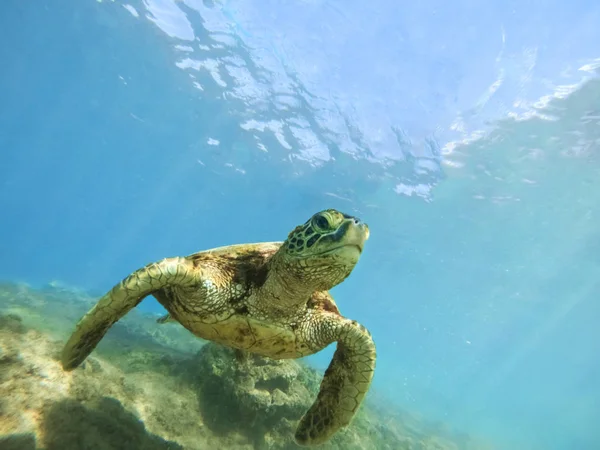 Zöld Tengeri Teknős Felett Korallzátony Víz Alatti Fénykép — Stock Fotó
