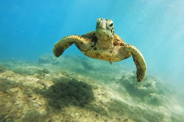 Зеленая Черепаха Над Коралловым Рифом — стоковое фото