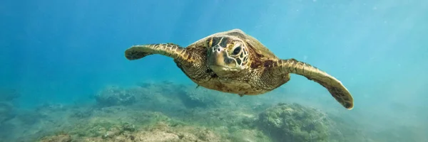 Green Sea Turtle Coral Reef Underwater Photograph — Stock Photo, Image