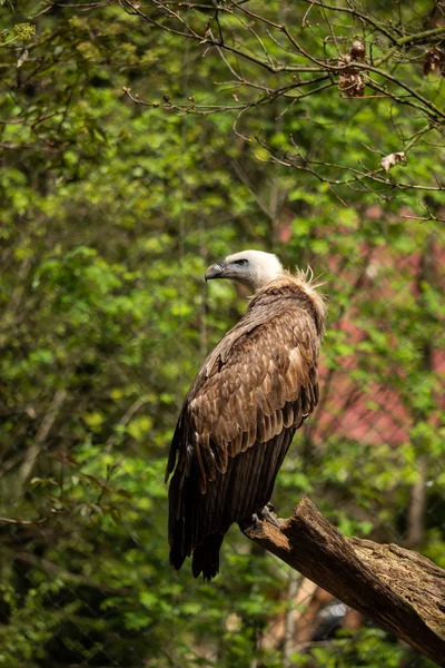 Ein Gänsegeier Gehege Auf Einem Ast — Stockfoto