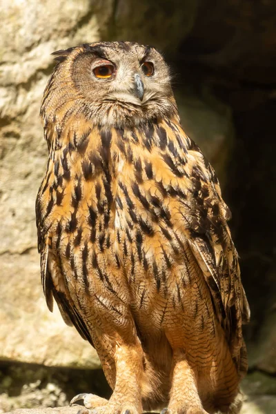 closeup view of eagle owl at wild nature