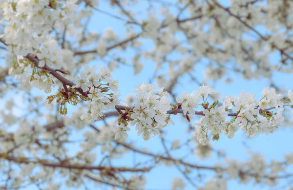 樱桃树盛开 花朵盛开 — 图库照片