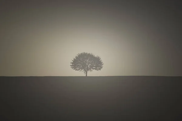 Albero Prato Vuoto Con Luce Dell Alba Alle Spalle — Foto Stock