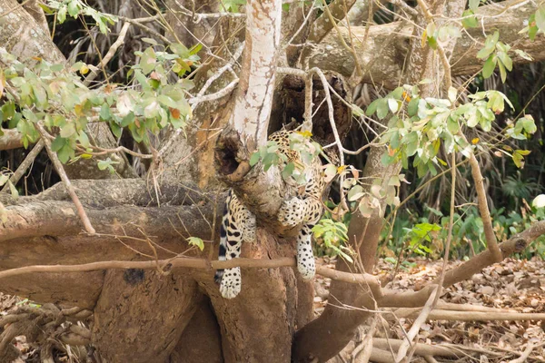 Jaguar Flussufer Des Pantanal Brasilien Wilde Brasilianische Katzen Natur Und — Stockfoto