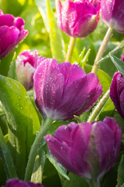 Beau Bouquet Tulipes Tulipes Colorées Nature Arrière Plan — Photo