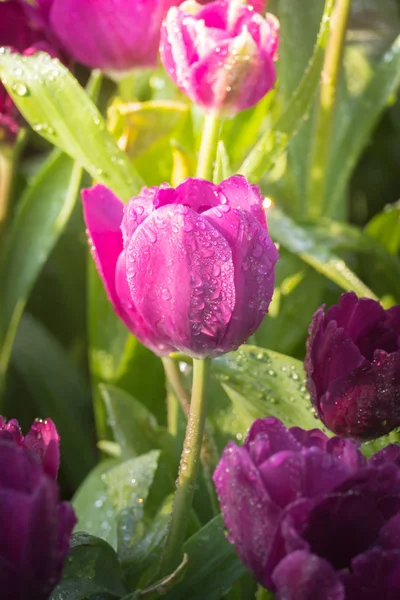 Schöner Strauß Tulpen Bunte Tulpen Hintergrund Natur — Stockfoto