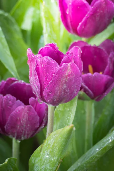 春美しい春チューリップの花植物 — ストック写真