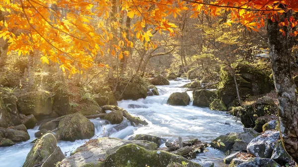 Wąwóz Oirase Pięknej Rzeki Druing Jesieni Japonia — Zdjęcie stockowe
