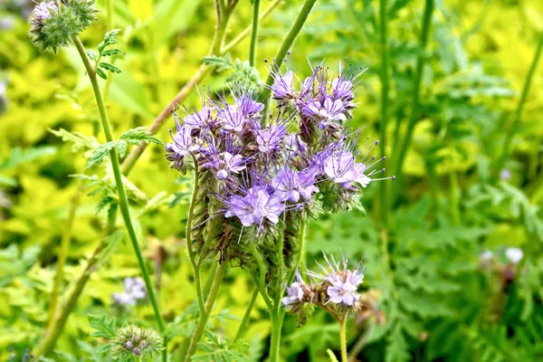 Sanft Lila Blüten Der Phacelia Tanacetifolia Bekannt Unter Den Namen — Stockfoto