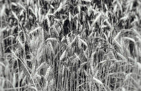 Weizenfeld Getreideanbau Landwirtschaftliche Landschaft — Stockfoto