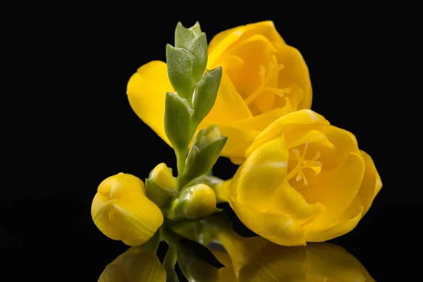 Flores Freesia Amarela Bonita Isolado Fundo Preto Reflexão — Fotografia de Stock