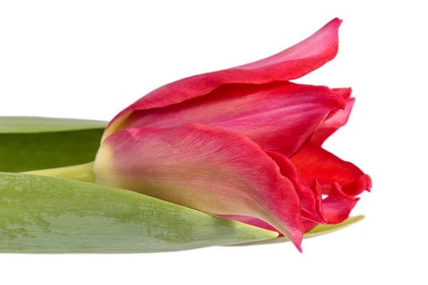 Sola Flor Primavera Tulipán Rojo Aislado Sobre Fondo Blanco Cerca — Foto de Stock