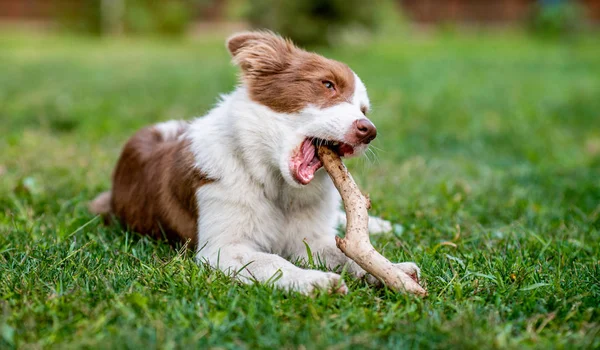 Brauner Border Collie Hund Sitzend — Stockfoto