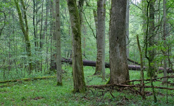 Forêt Primitive Caduque Été Avec Vieux Chêne Arrière Plan Charme — Photo