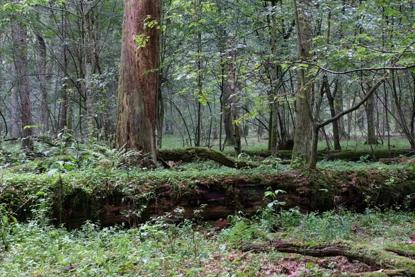 Złamane Drzewo Okresie Letnim Naturalny Drzewostan Liściasty Puszcza Białowieska Polska — Zdjęcie stockowe