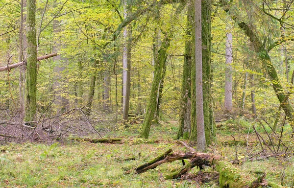 Estande Caduco Outono Amanhecer Floresta Bialowieza Polônia Europa — Fotografia de Stock