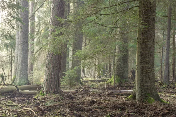 Sabah Bialowieza Ormanı Nın Çam Ladin Bialowieza Ormanı Polonya Avrupa — Stok fotoğraf