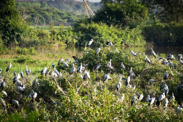 Büyük Akbalıkçıl Buluşma Yeri Birlikte Oturan Kuş Sürüsü — Stok fotoğraf