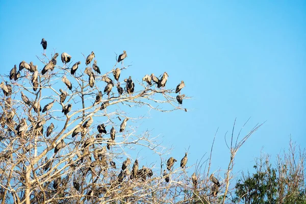 Great Egret Meeting Place Bandada Pájaros Sentados Árbol —  Fotos de Stock