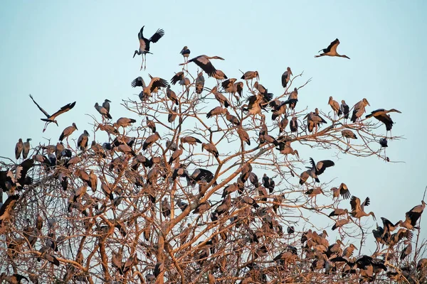 Великая Цапля Место Встречи Стадо Птиц Сидящих Дереве — стоковое фото