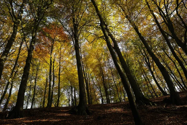 秋天的颜色的落叶森林 树梢的看法 — 图库照片
