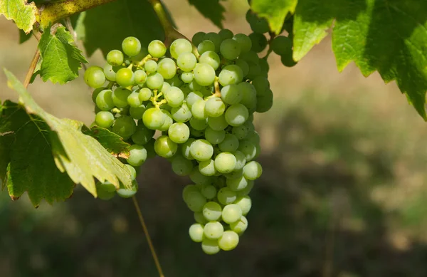 Weinberge Bewirtschaften Rebstöcke — Stockfoto