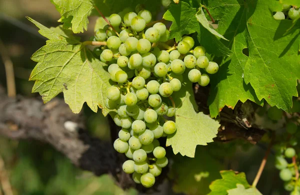 Vigneti Agricoltura Viti Piante — Foto Stock