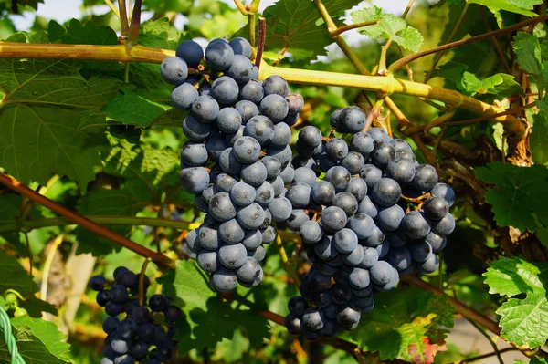 Uvas Maduras Dornfelder Vid Con Hoja Verde Otoño Mosela — Foto de Stock