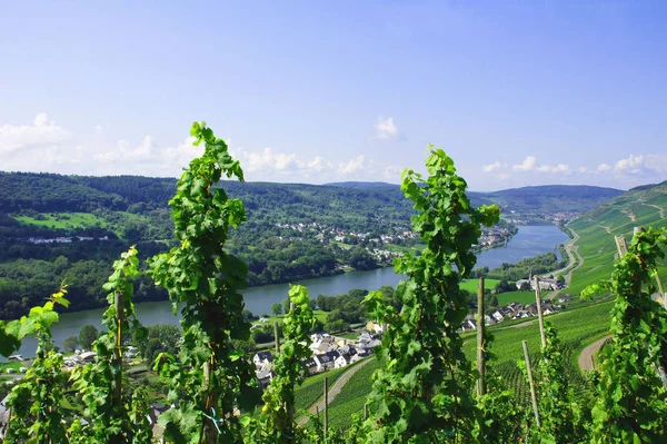 Wine Village Graach Moselle Other Side River Wehlen — Stock Photo, Image