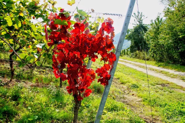 red vine leaves of a red wine vine in autumn beside a metal post