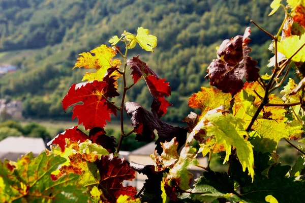 Red Green Vine Leaves Autumn Backlight — Stock Photo, Image