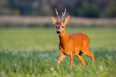 Roe deer, capreolus capreolus, buck walking on blooming meadow in summer at sunset. Wildlife scenery with vivid colors from nature. Roebuck in the wild. clipart