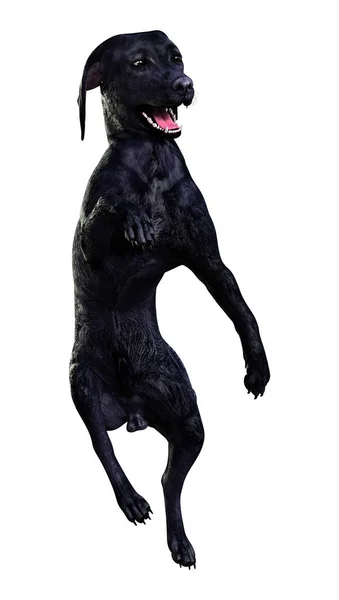白い背景の分離された黒いラブラドール犬の レンダリング — ストック写真