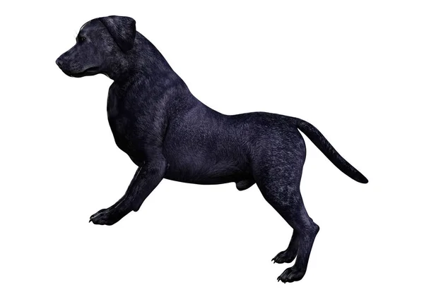 Рендеринг Черной Собаки Лабрадора Белом Фоне — стоковое фото